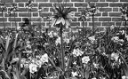 De gule blomster